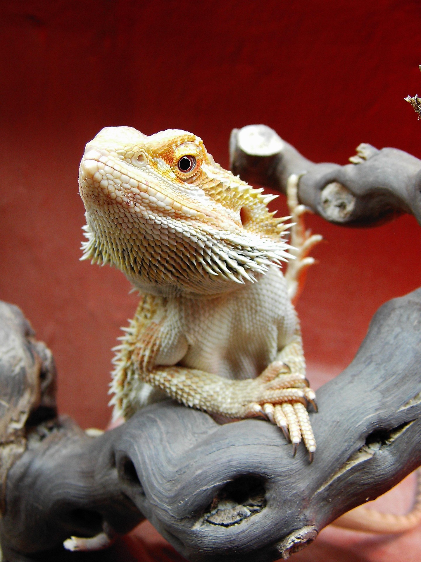 Reptilien auf PetLife24